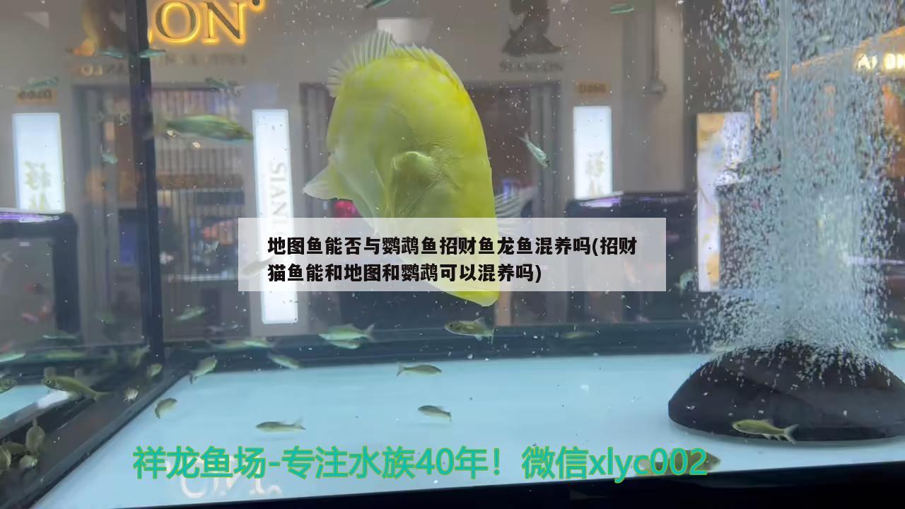 地圖魚能否與鸚鵡魚招財魚龍魚混養(yǎng)嗎(招財貓魚能和地圖和鸚鵡可以混養(yǎng)嗎)