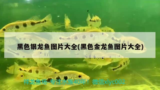 黑色銀龍魚圖片大全(黑色金龍魚圖片大全)