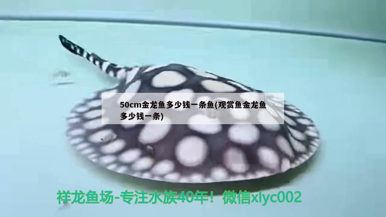 50cm金龍魚多少錢一條魚(觀賞魚金龍魚多少錢一條)