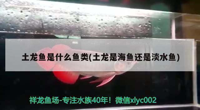 孔雀魚的背部有到白色的劃痕 黃金招財貓魚 第2張