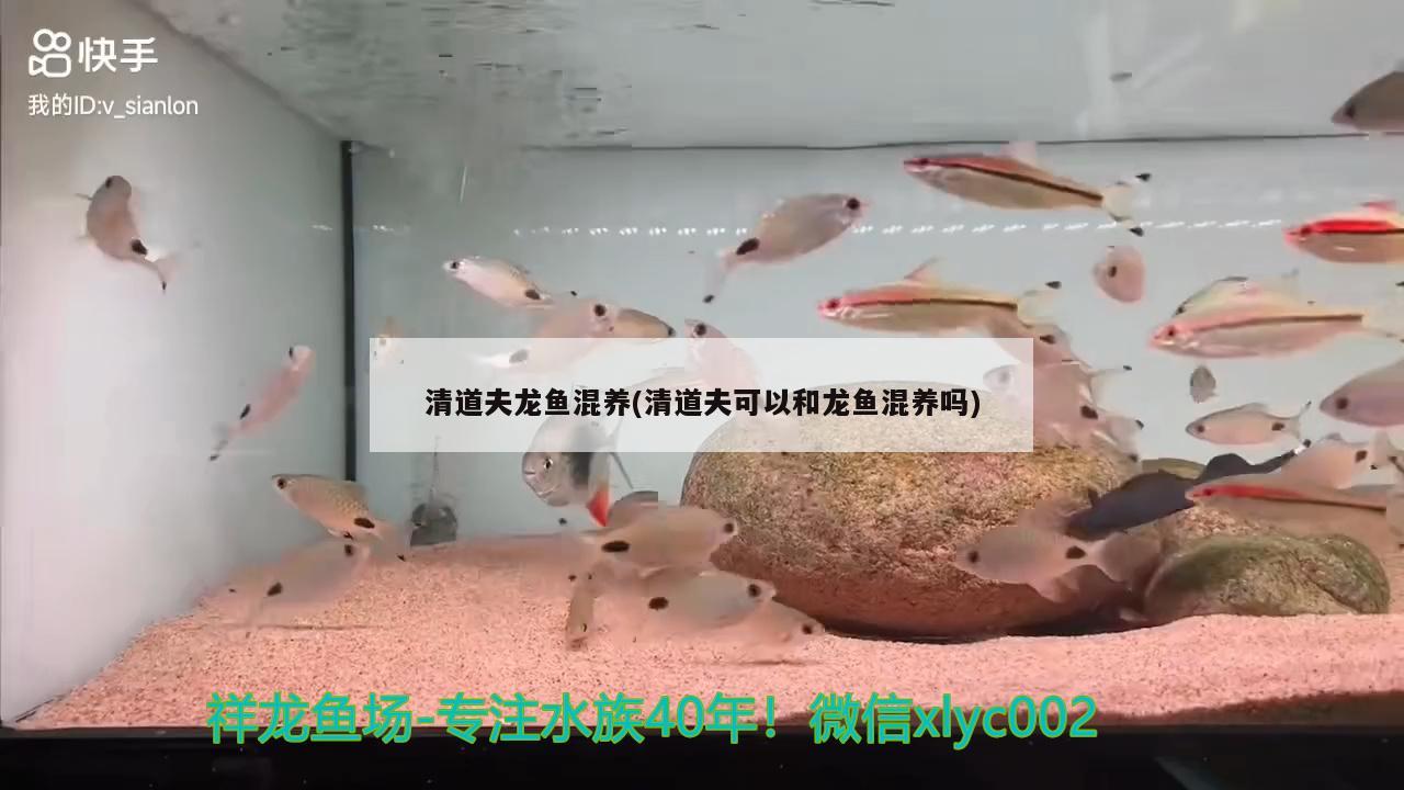 清道夫龍魚混養(yǎng)(清道夫可以和龍魚混養(yǎng)嗎) 恐龍王魚