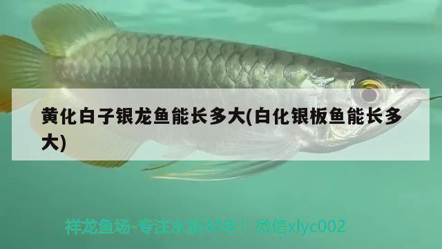 黃化白子銀龍魚能長多大(白化銀板魚能長多大)