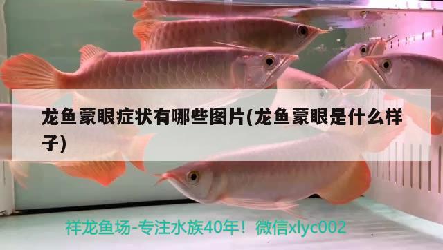 龍魚蒙眼癥狀有哪些圖片(龍魚蒙眼是什么樣子) 元寶鯽