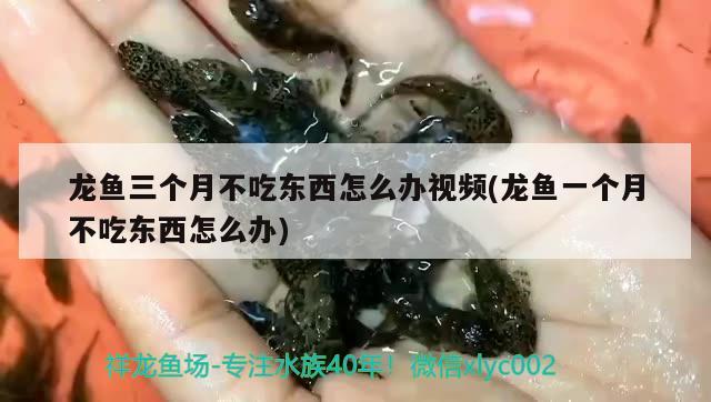 龍魚三個月不吃東西怎么辦視頻(龍魚一個月不吃東西怎么辦) 養(yǎng)魚的好處