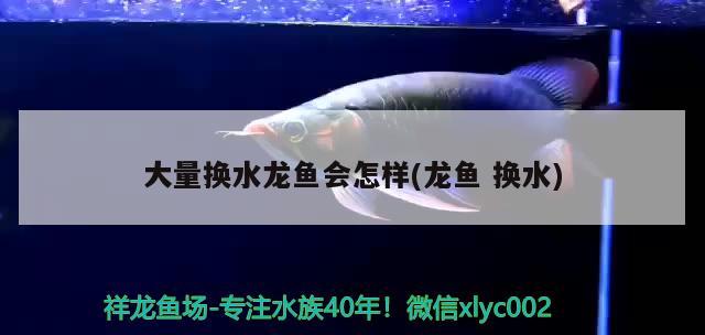 大量換水龍魚會(huì)怎樣(龍魚換水) 黑白雙星