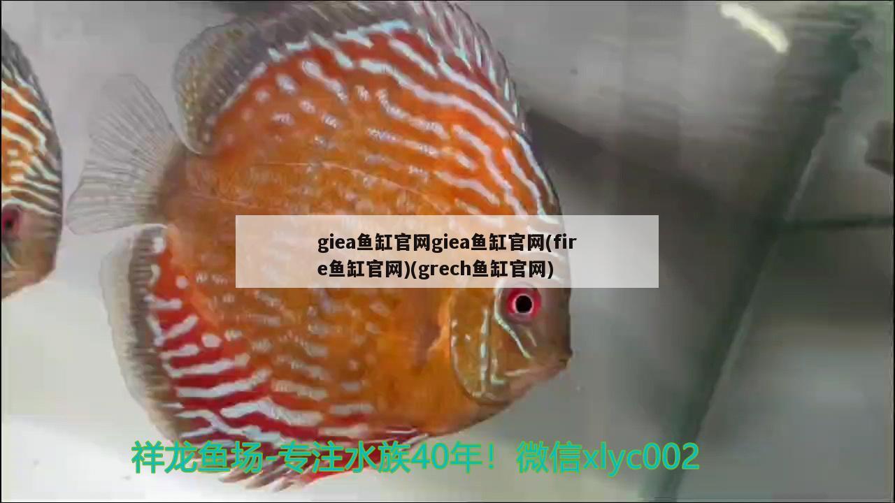 giea魚缸官網(wǎng)giea魚缸官網(wǎng)(fire魚缸官網(wǎng))(grech魚缸官網(wǎng))