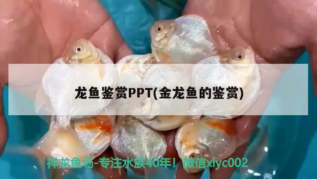 龍魚鑒賞PPT(金龍魚的鑒賞)