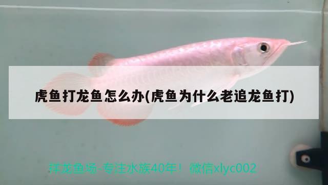 虎魚(yú)打龍魚(yú)怎么辦(虎魚(yú)為什么老追龍魚(yú)打)