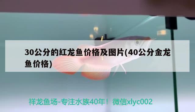 30公分的紅龍魚(yú)價(jià)格及圖片(40公分金龍魚(yú)價(jià)格)