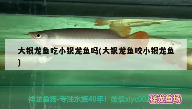 大銀龍魚吃小銀龍魚嗎(大銀龍魚咬小銀龍魚)