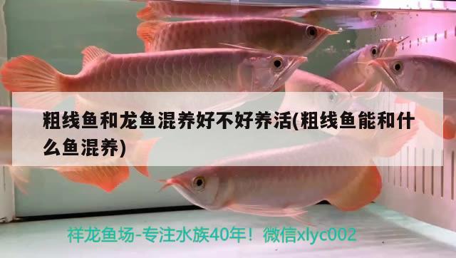 粗線魚和龍魚混養(yǎng)好不好養(yǎng)活(粗線魚能和什么魚混養(yǎng))