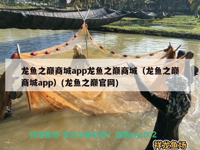 龍魚之巔商城app龍魚之巔商城（龍魚之巔商城app）(龍魚之巔官網(wǎng)) 印尼三紋虎