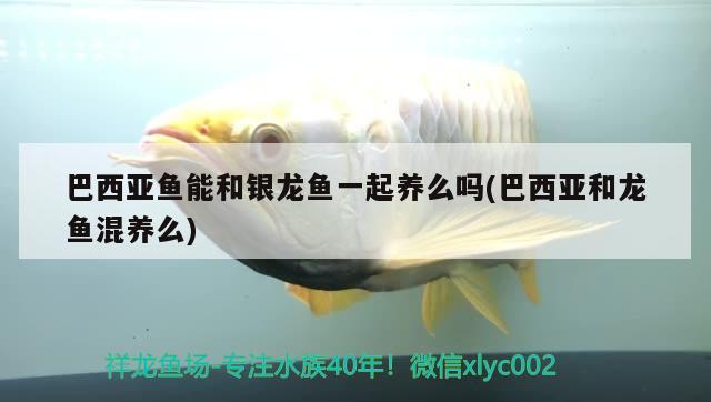 巴西亞魚(yú)能和銀龍魚(yú)一起養(yǎng)么嗎(巴西亞和龍魚(yú)混養(yǎng)么)