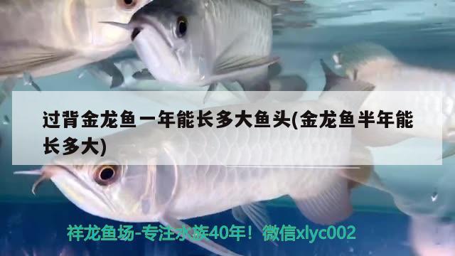 過背金龍魚一年能長(zhǎng)多大魚頭(金龍魚半年能長(zhǎng)多大)