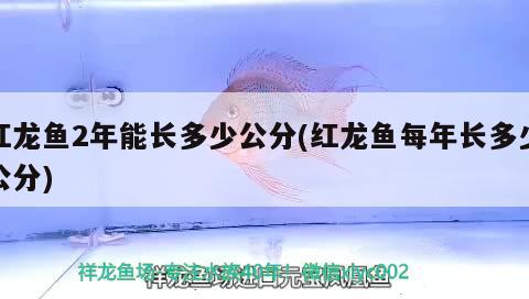 銀龍魚怎么喂養(yǎng),需要注意什么問題呢：銀龍魚如何喂養(yǎng) 沖氧泵