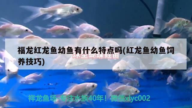 福龍紅龍魚幼魚有什么特點嗎(紅龍魚幼魚飼養(yǎng)技巧)