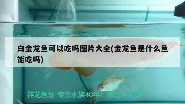 白金龍魚可以吃嗎圖片大全(金龍魚是什么魚能吃嗎)