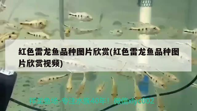 我家金魚