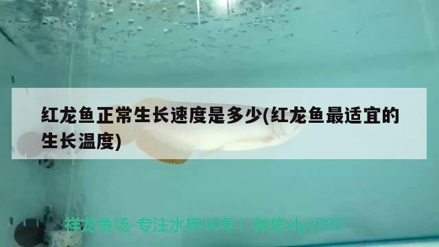 觀賞魚飼料生產(chǎn)廠家排名前十名（觀賞魚飼料品牌） 觀賞魚飼料 第2張