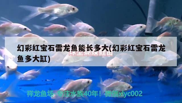 幻彩紅寶石雷龍魚(yú)能長(zhǎng)多大(幻彩紅寶石雷龍魚(yú)多大缸) 馬拉莫寶石魚(yú)苗