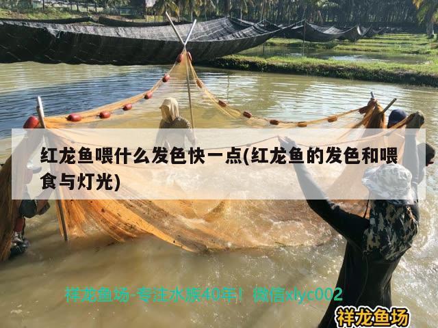 什么是斑點(diǎn)石，石雕魚多少一斤