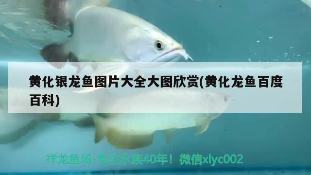 第一次在龍顛魚(yú)鄰發(fā) 名貴錦鯉魚(yú) 第2張