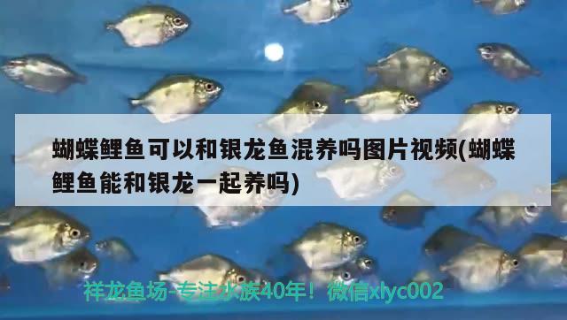 蝴蝶鯉魚可以和銀龍魚混養(yǎng)嗎圖片視頻(蝴蝶鯉魚能和銀龍一起養(yǎng)嗎) 蝴蝶鯉