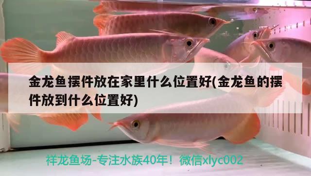 金龍魚擺件放在家里什么位置好(金龍魚的擺件放到什么位置好)