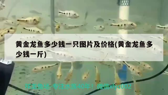 黃金龍魚多少錢一只圖片及價(jià)格(黃金龍魚多少錢一斤)