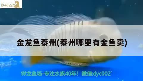 金龍魚泰州(泰州哪里有金魚賣)