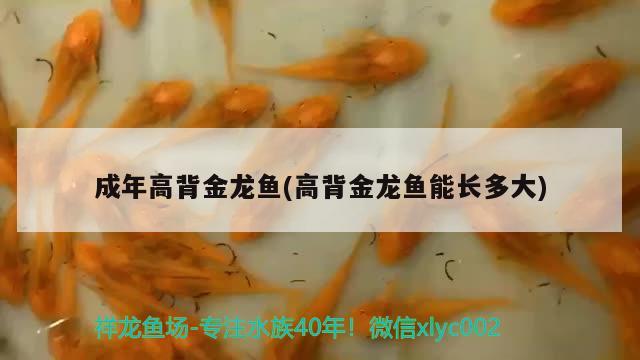 成年高背金龍魚(高背金龍魚能長多大) 高背金龍魚