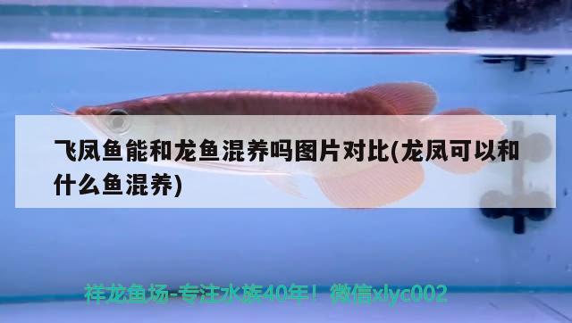 龍魚麻醉過后多久恢復身體正常(龍魚麻醉后恢復不過來) 龍魚麻藥（祥龍Nika）