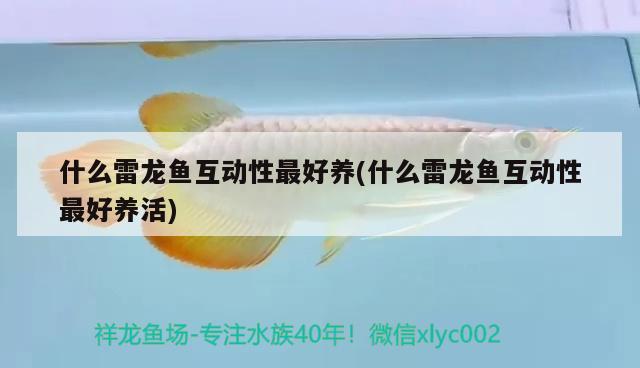 什么雷龍魚(yú)互動(dòng)性最好養(yǎng)(什么雷龍魚(yú)互動(dòng)性最好養(yǎng)活) 泰龐海鰱魚(yú)