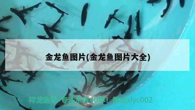 金龍魚圖片(金龍魚圖片大全) 一眉道人魚