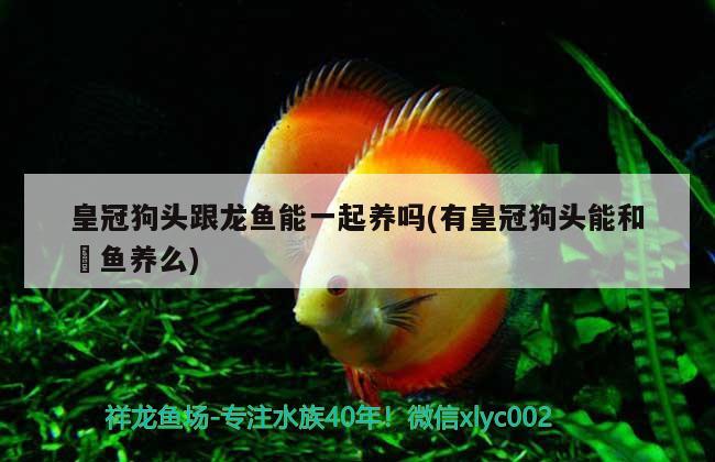 皇冠狗頭跟龍魚能一起養(yǎng)嗎(有皇冠狗頭能和魟魚養(yǎng)么)