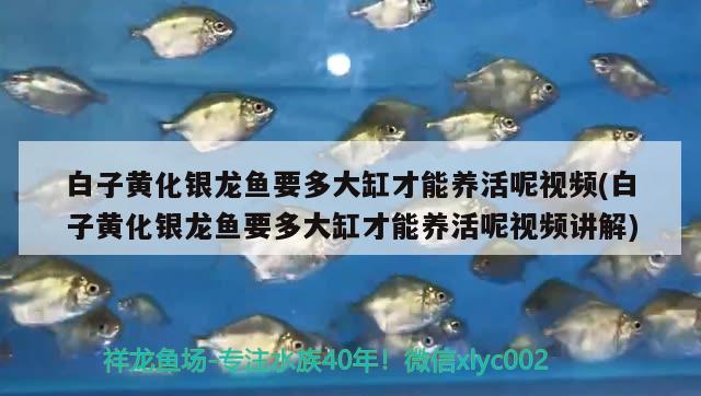 魚缸養(yǎng)圓心萍（魚缸養(yǎng)圓心萍魚好嗎） 全國水族館企業(yè)名錄 第2張