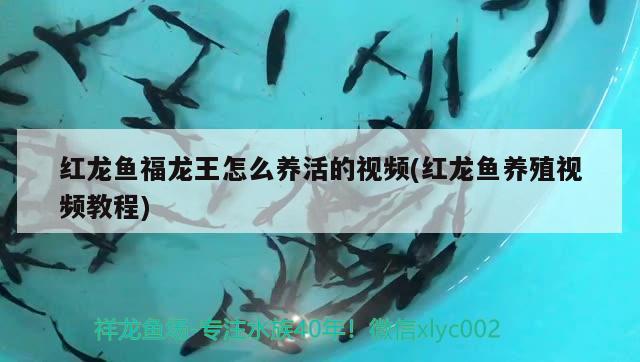 紅龍魚福龍王怎么養(yǎng)活的視頻(紅龍魚養(yǎng)殖視頻教程)