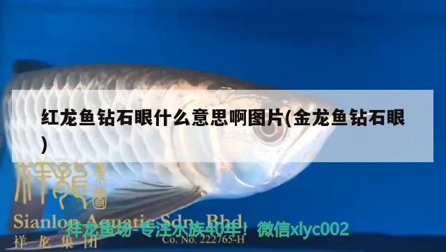 銀龍魚苗多少錢一顆(銀龍魚苗多少錢一顆圖片) 球鯊魚 第3張