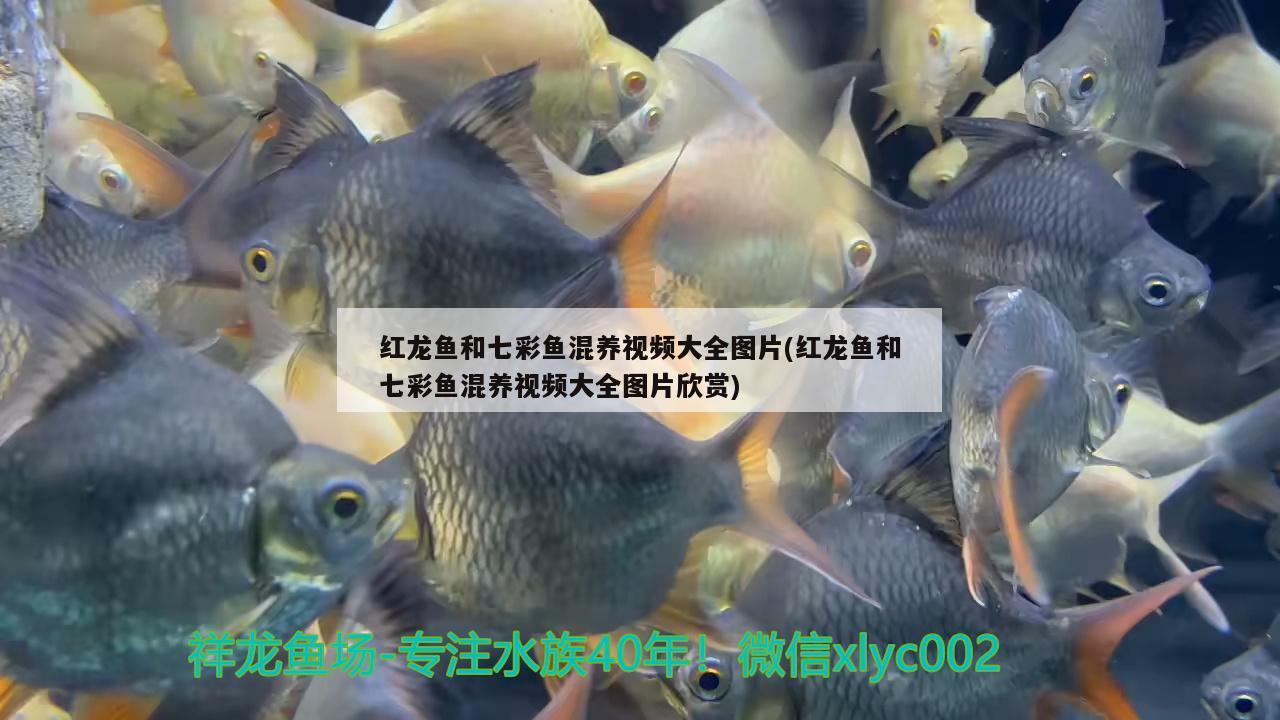 紅龍魚(yú)和七彩魚(yú)混養(yǎng)視頻大全圖片(紅龍魚(yú)和七彩魚(yú)混養(yǎng)視頻大全圖片欣賞)