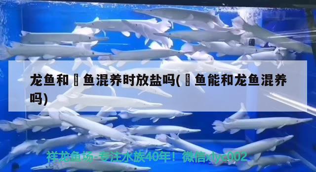 龍魚和魟魚混養(yǎng)時放鹽嗎(魟魚能和龍魚混養(yǎng)嗎)