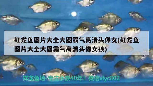 紅龍魚圖片大全大圖霸氣高清頭像女(紅龍魚圖片大全大圖霸氣高清頭像女孩) 三間鼠魚苗