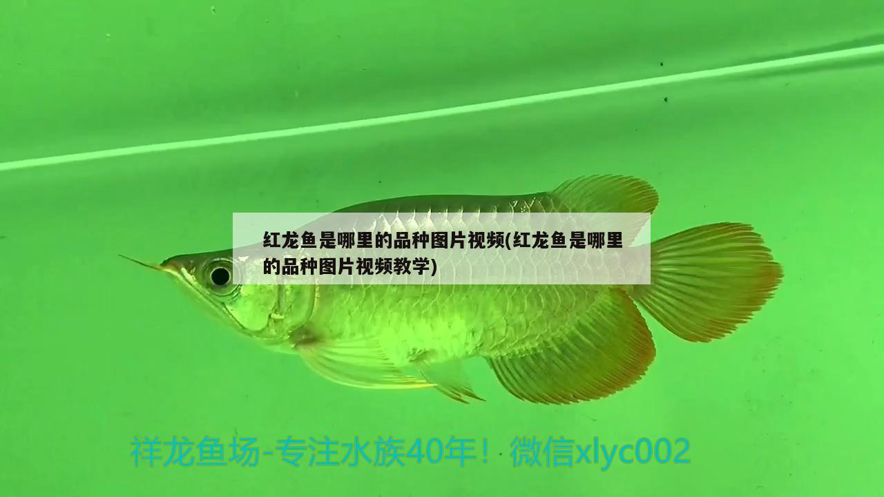 紅龍魚是哪里的品種圖片視頻(紅龍魚是哪里的品種圖片視頻教學)