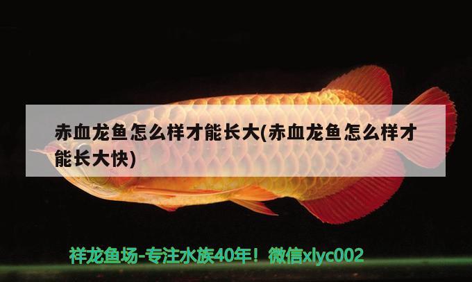 赤血龍魚怎么樣才能長大(赤血龍魚怎么樣才能長大快) 過濾設(shè)備