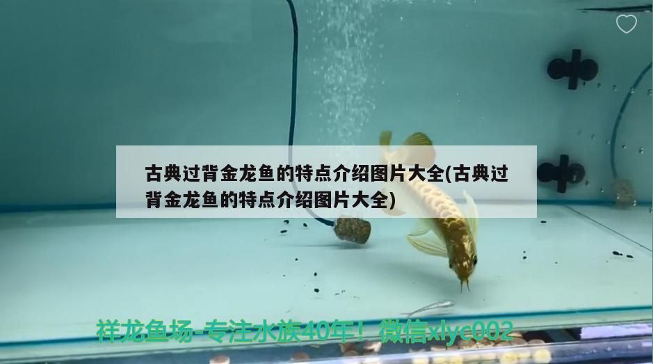 長沙觀魚池生產(chǎn)廠家及電話長沙觀賞魚池生產(chǎn)廠家及電話長沙觀賞魚池生產(chǎn)廠家，長沙觀賞魚池生產(chǎn)廠家