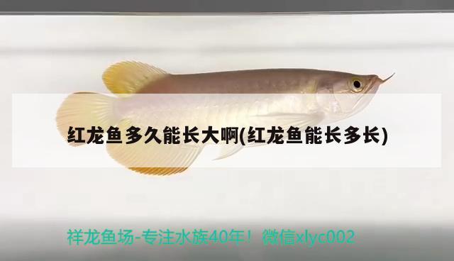 紅龍魚多久能長大啊(紅龍魚能長多長) 委內(nèi)瑞拉奧里諾三間魚苗