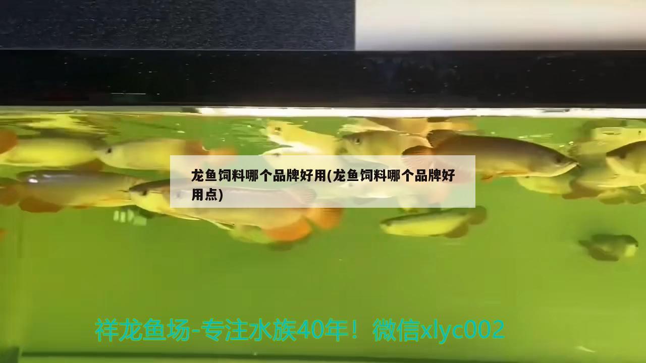 龍魚飼料哪個(gè)品牌好用(龍魚飼料哪個(gè)品牌好用點(diǎn)) 撒旦鴨嘴魚