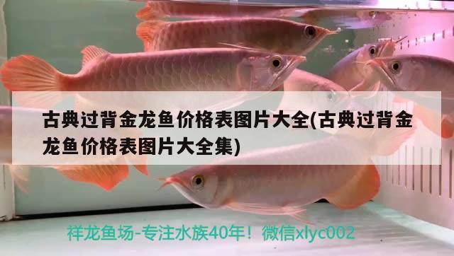 古典過背金龍魚價格表圖片大全(古典過背金龍魚價格表圖片大全集)