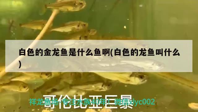 白色的金龍魚是什么魚啊(白色的龍魚叫什么)