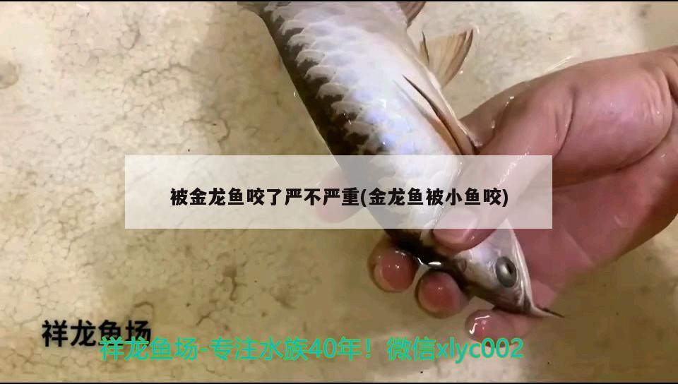 被金龍魚咬了嚴(yán)不嚴(yán)重(金龍魚被小魚咬)