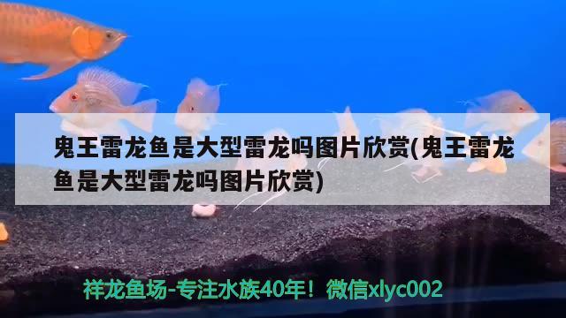 紅龍魚的介紹視頻教程圖片(紅龍魚圖解) 定時器/自控系統(tǒng)